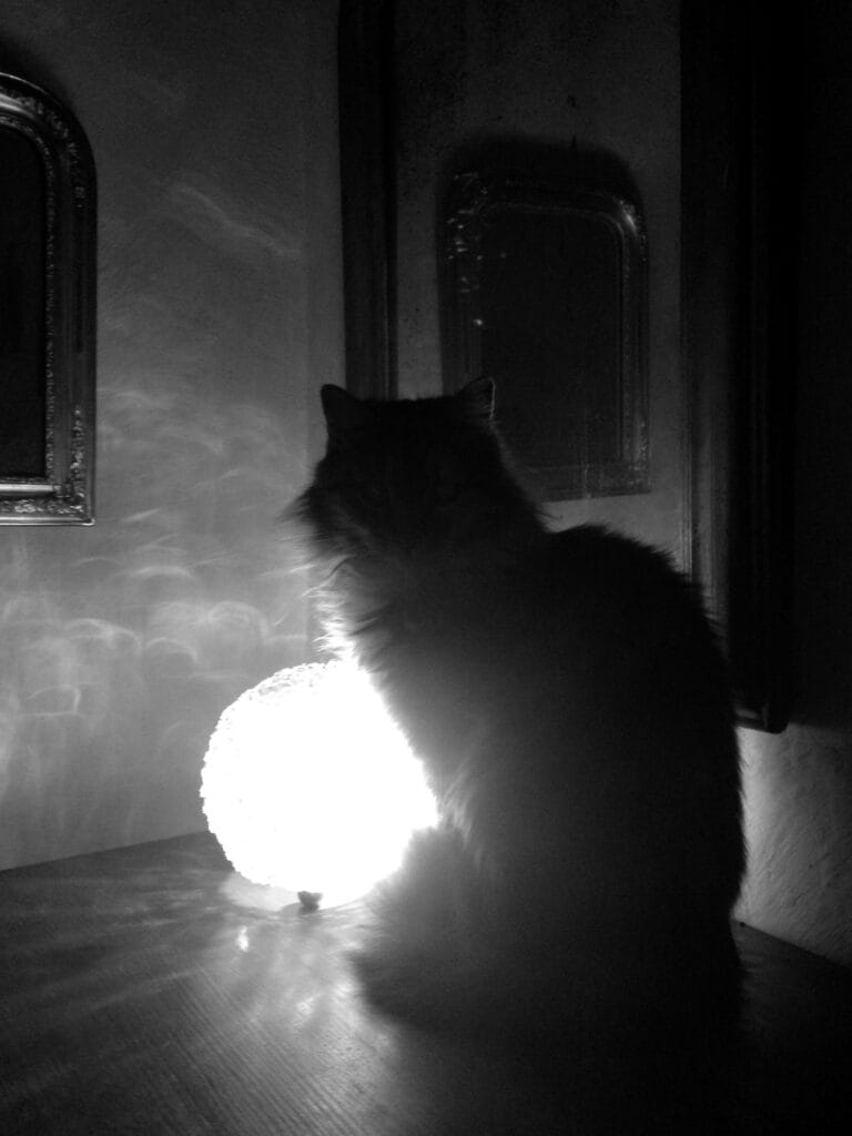 A cat sitting on a piece of furniture in a dark room, photographed with a bright lamp behind it.