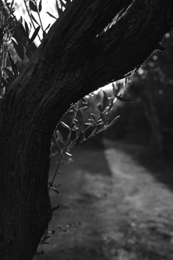 Close-up of an olive tree trunk against the light of the setting sun.