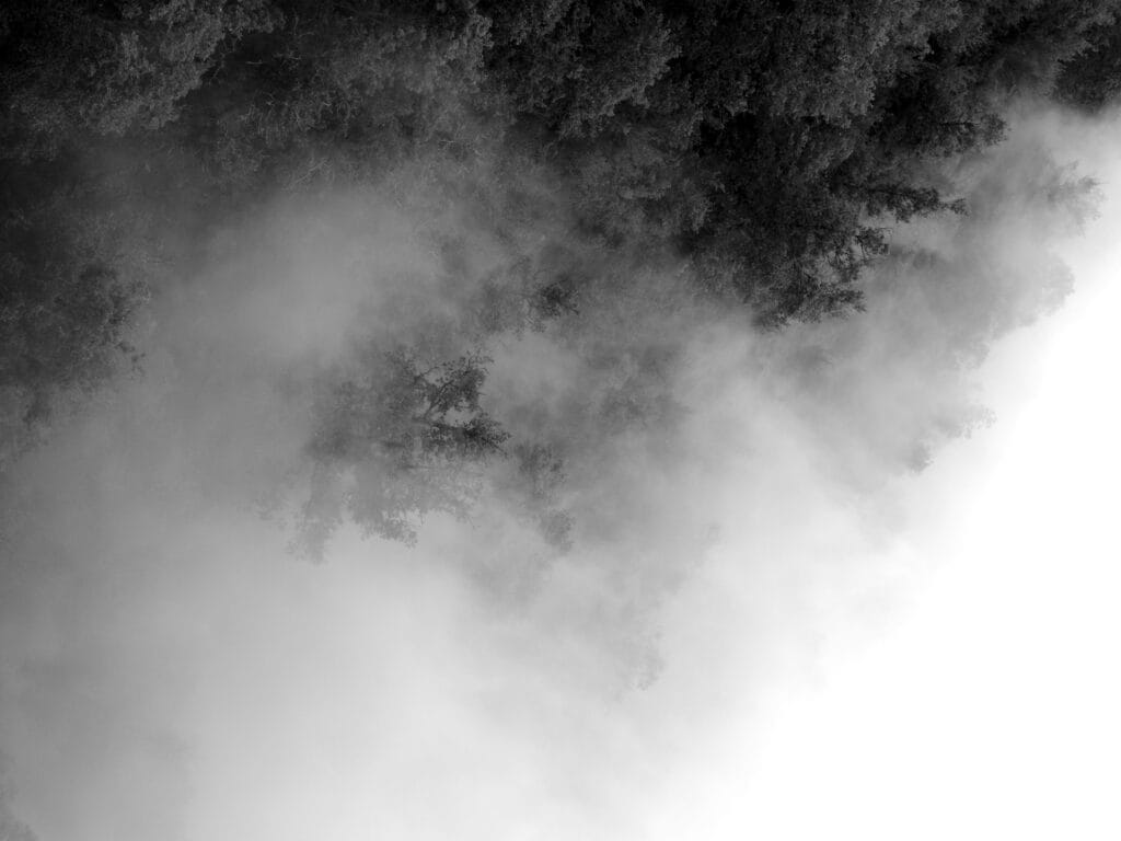 Valley clouds clinging to the trees on the slopes.