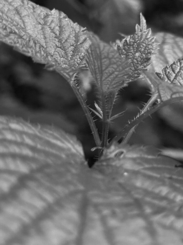 Close-up of nettle leaves whose veins form lines running from the centre of the image to the edges.