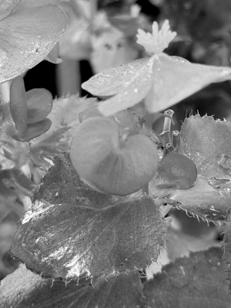 A close-up of a real plant that looks artificial.