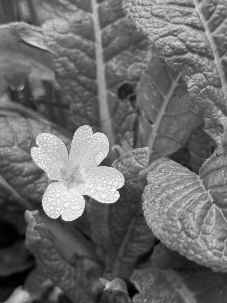 Primerose.