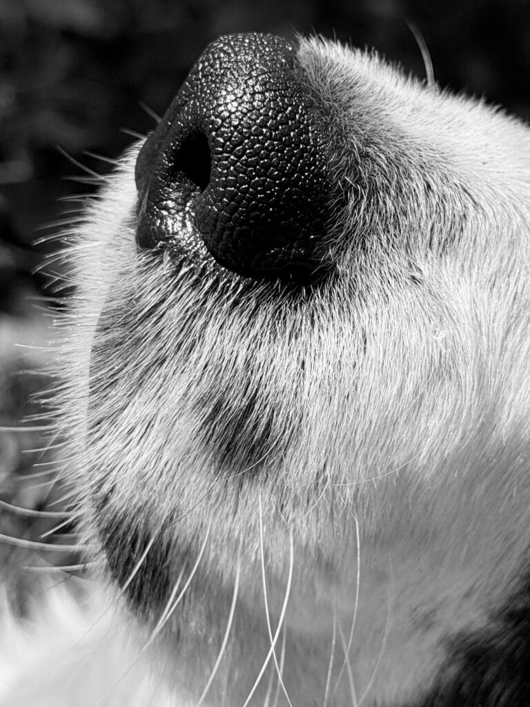 Close-up of a dog nose.