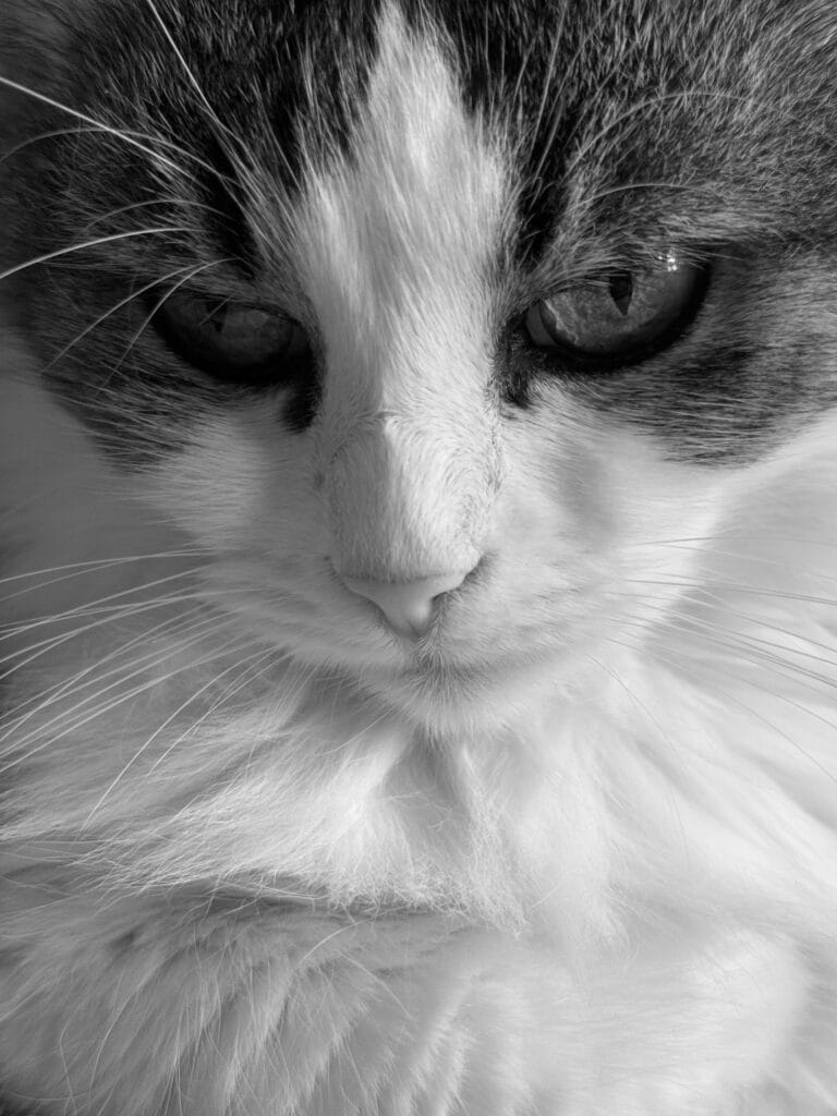 Portrait d’æn chax à l’air mélancolique.