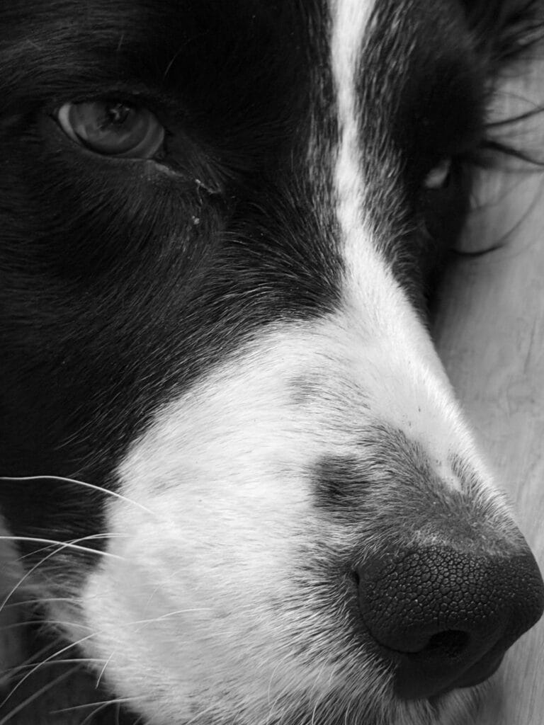 Portrait of a melancholy-looking dog.
