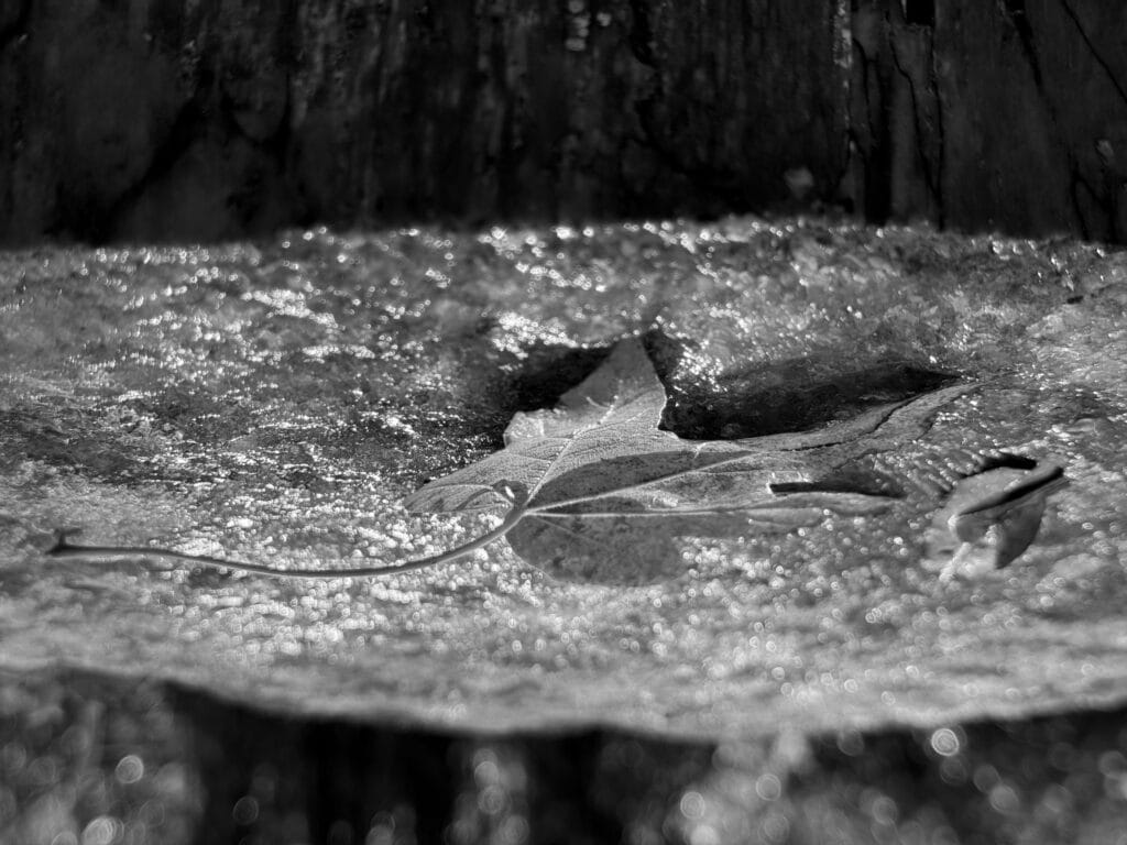 A dead leaf rests on an ice-covered stump. The image is upside down.