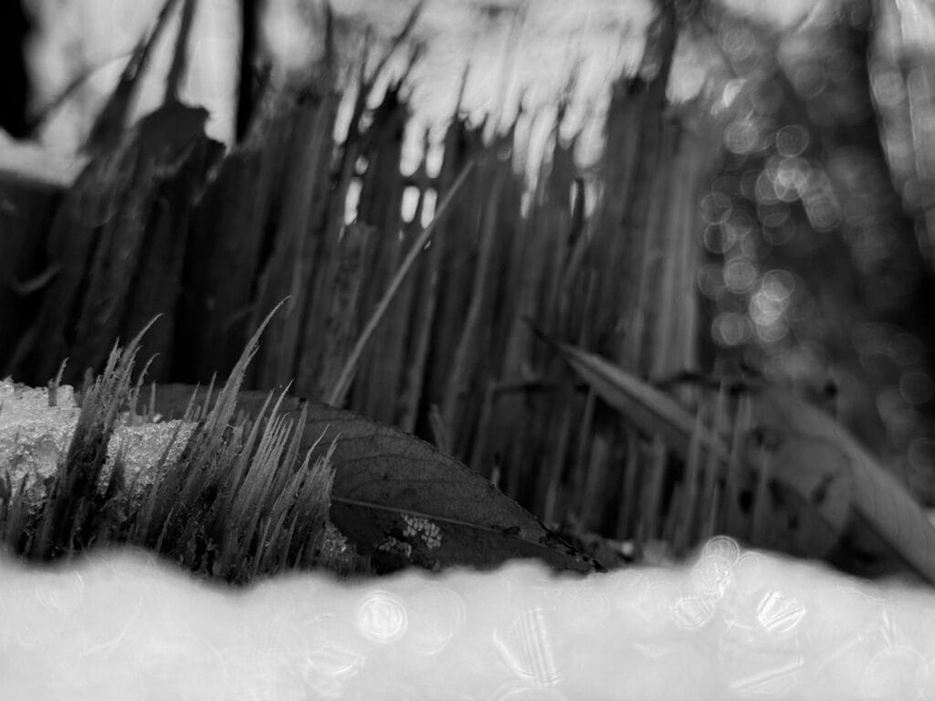 A close-up of a stump, torn apart, under the snow, large splinters emerging from it. The scene resembles a stricken forest landscape.