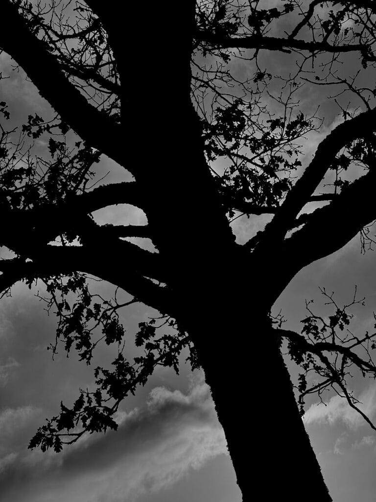 Close-up of a tree at dusk.