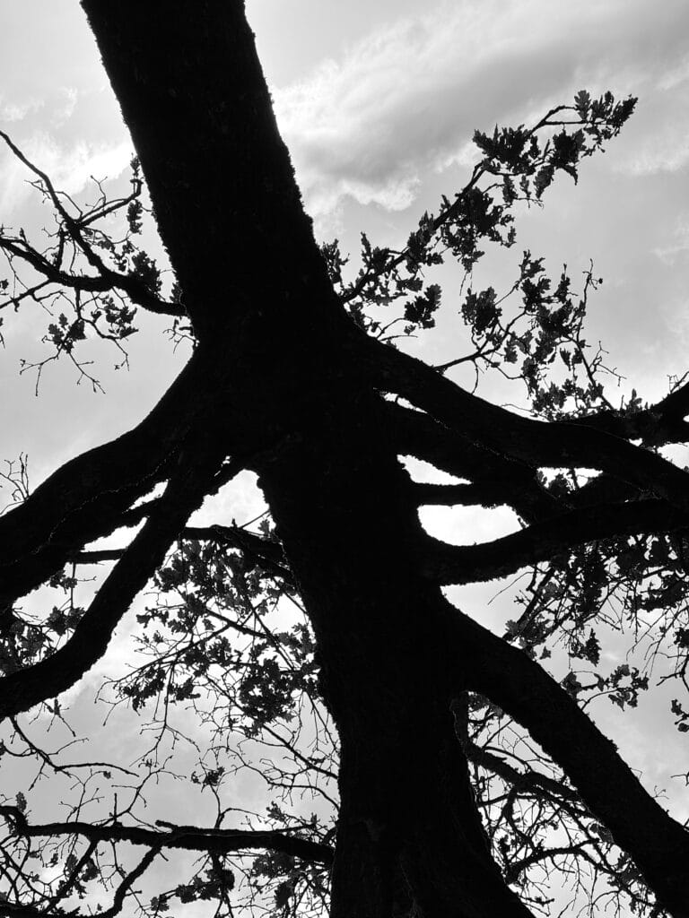 Close-up of a tree at dusk.
