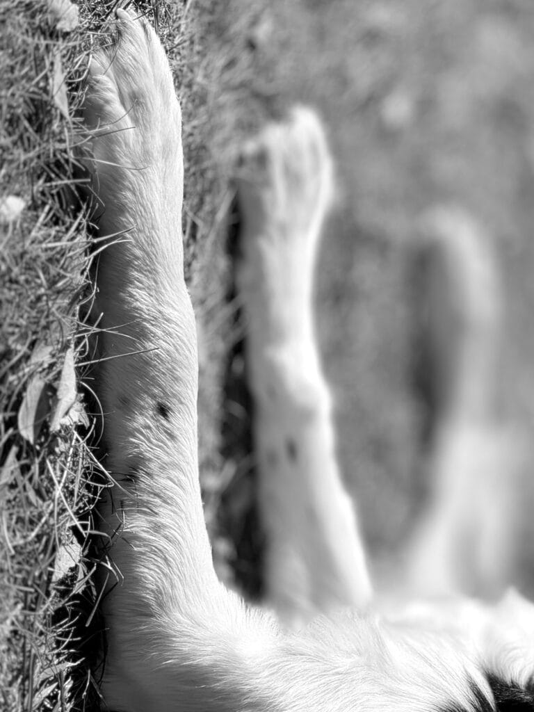 Deux pattes avant de chiæn couchæ sur l’herbe. L’image a été tournæ de 90 degrés: les pattes sont al verticale.