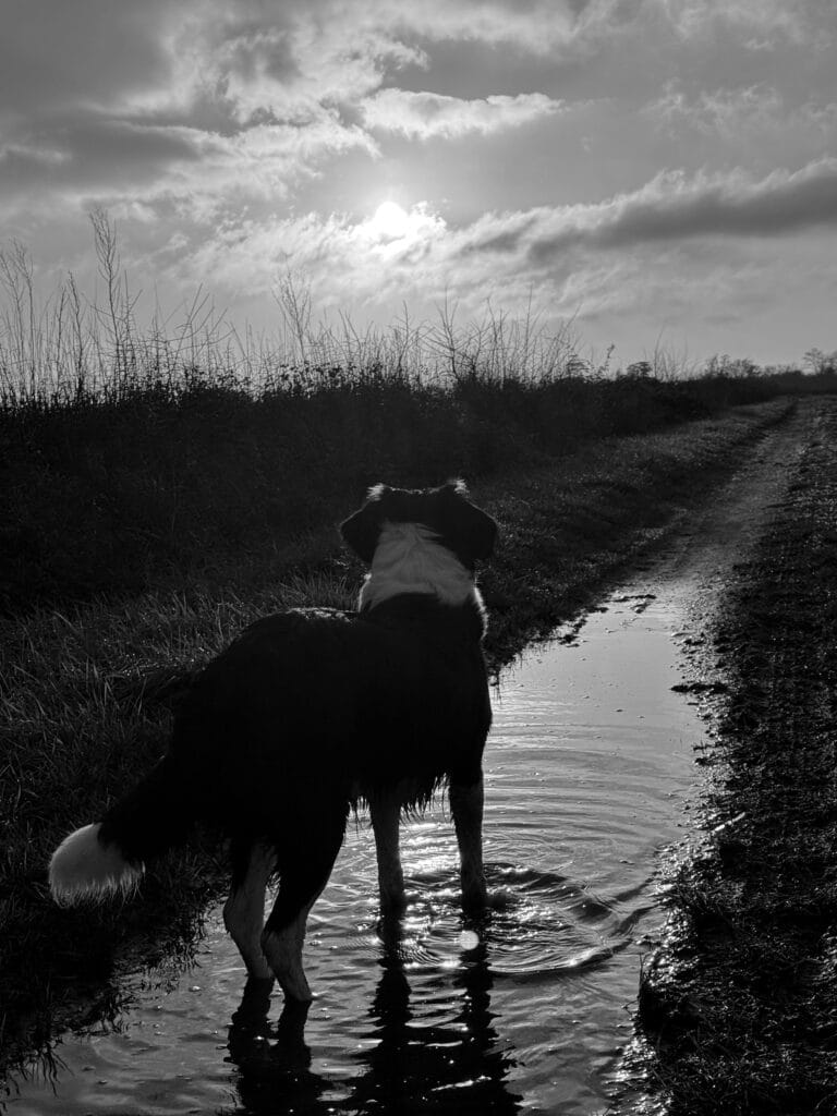 A country landscape at sunset. A dog with its paws in a puddle stands at the beginning of a long path.