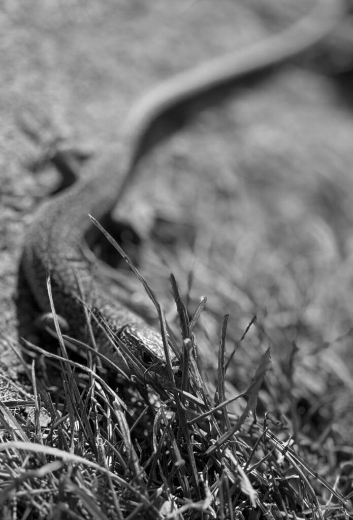 A green lizard undulates on the asphalt