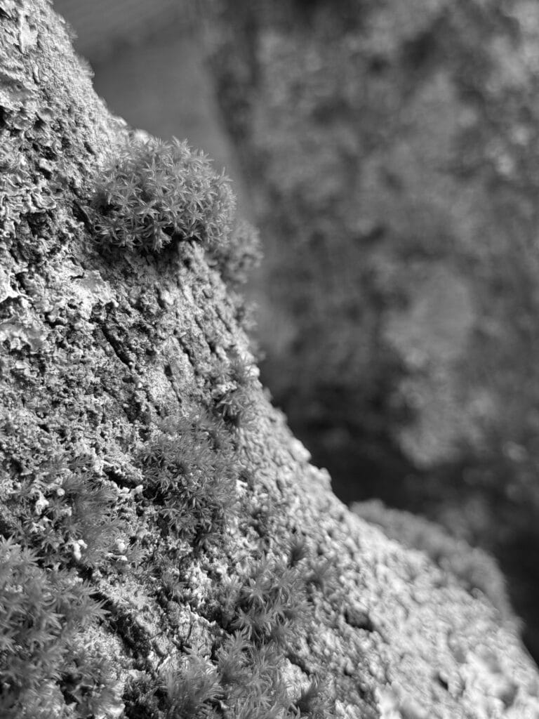 Pretty little mosses on lichenous trunks.