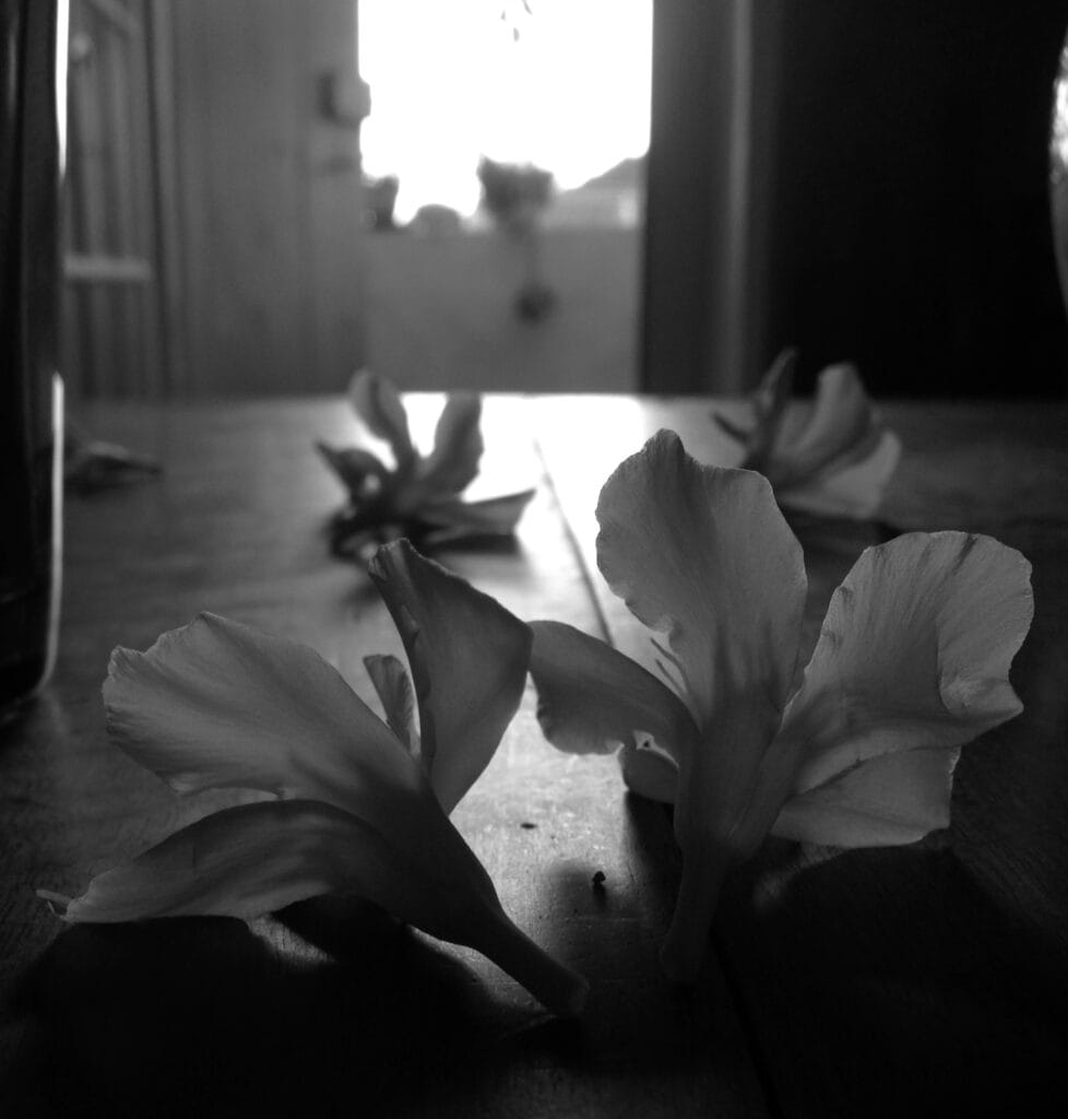 Fresh laurel flowers that had fallen onto the table beside the bouquet, lit up by the rising sun.
