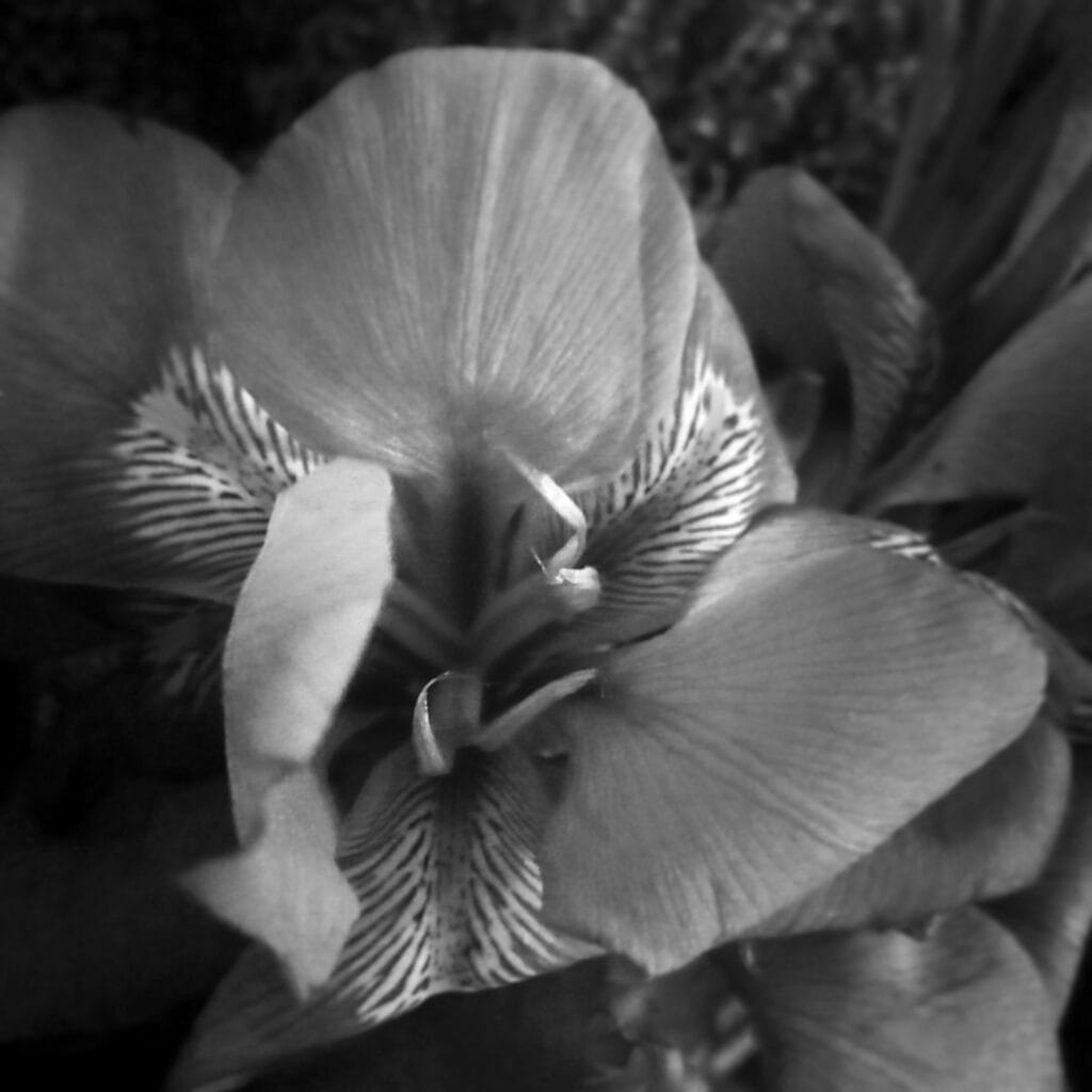 Close-up of an iris flower with striped petals.