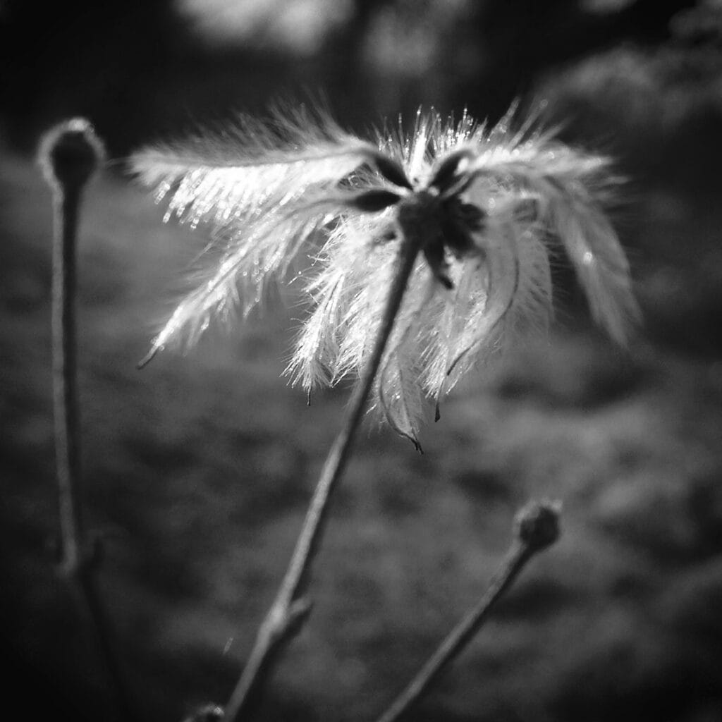 A faded flower with feathery petals in the wind. It looks like a Native American chief of the Great Plains.