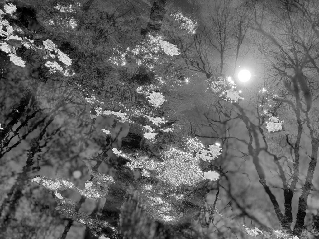 The frame is filled with reflections of trees in a pond.