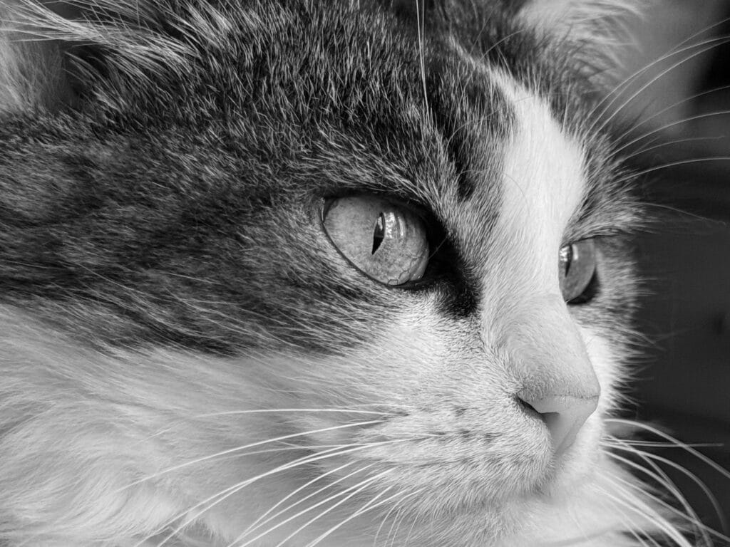 Portrait dal chax qui regarde læ jardin par læ fenêtre. On ne voit que læ chax sur l’image. Mais si on regarde bien on aperçoit læ jardin par læ fenêtre reflétæ dans ses yeux.