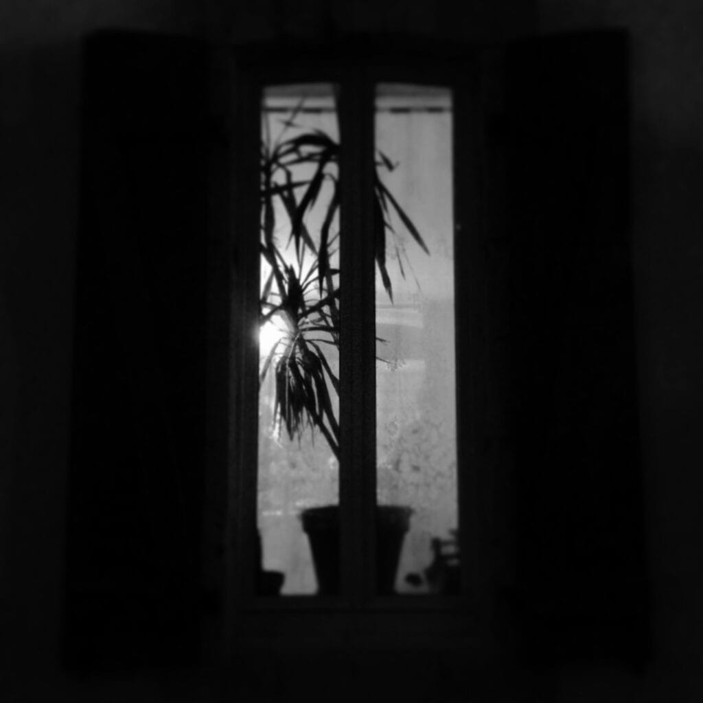 A large green plant sits behind a window at night, illuminated by the interior light.