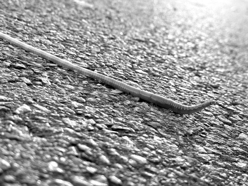 Earthworm bravely crossing the road.