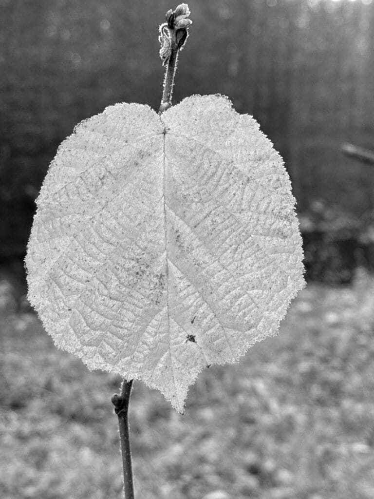 Leaf in close-up, hanging vertically from its branch.