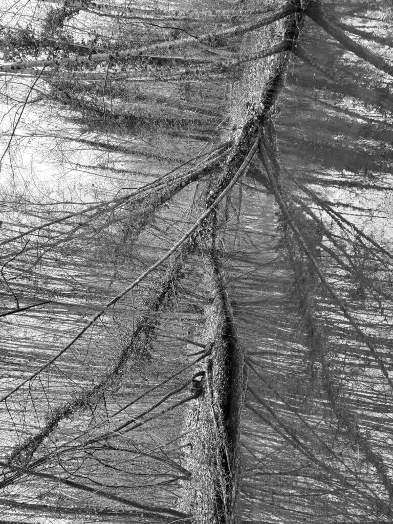 Pond reflecting the trees behind and the trees behind. Together they form a tangle of lines bordering on abstraction, especially when the image is rotated 90 degrees.
