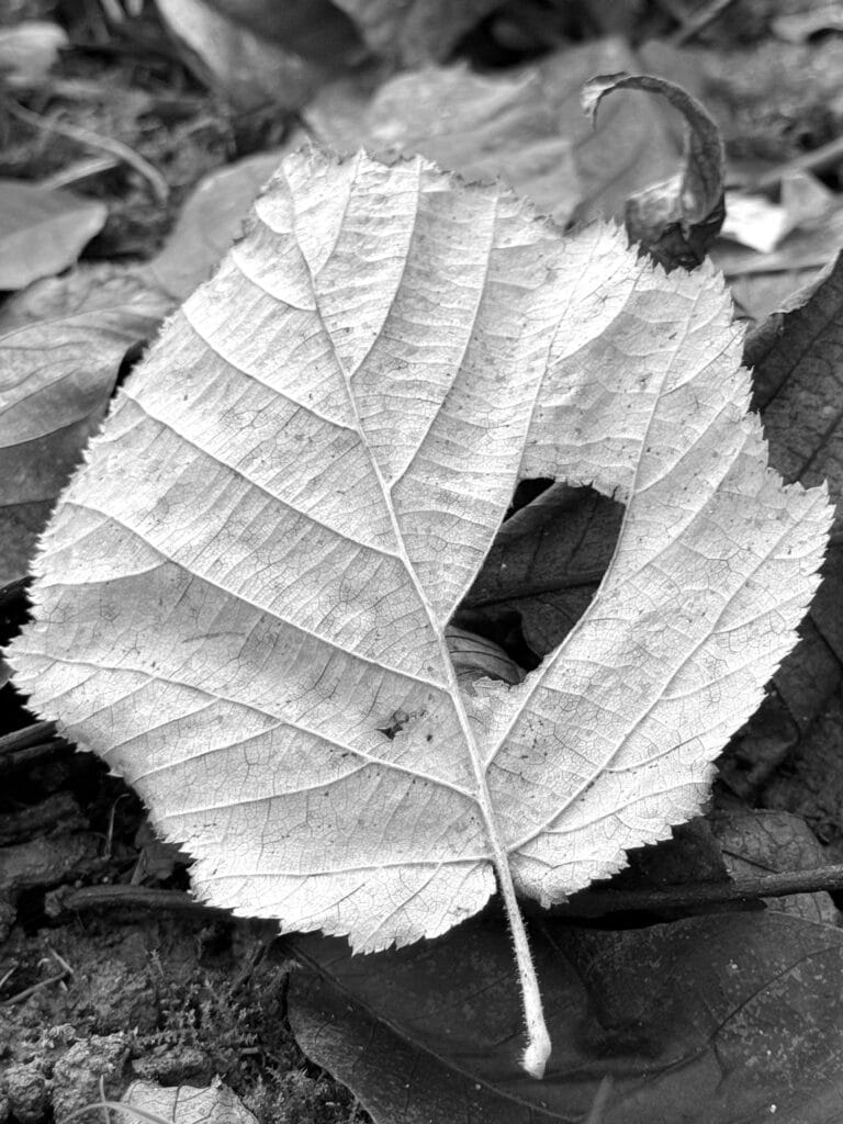 Close-up of a fallen autumn leaf with a rectangular hole that looks like a window.