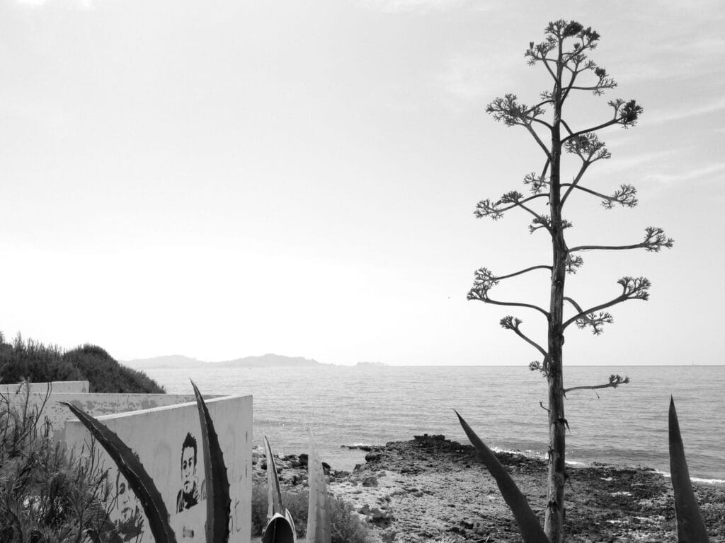 Vue dal côte méditerranéæn à Carro avec æn granx fleur d’agave al premiær plan.