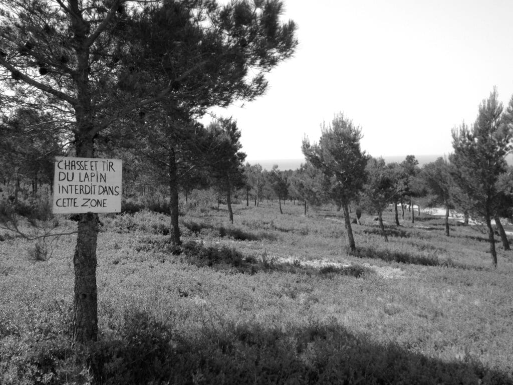 View of a pine tree plot with a sign in the foreground that reads: 'Hunting and shooting rabbits is prohibited in this area'.