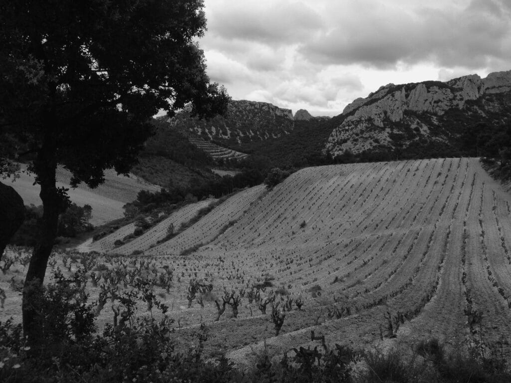 View of young vines in a wavy field against a backdrop of rocky hills in a Mediterranean landscape.