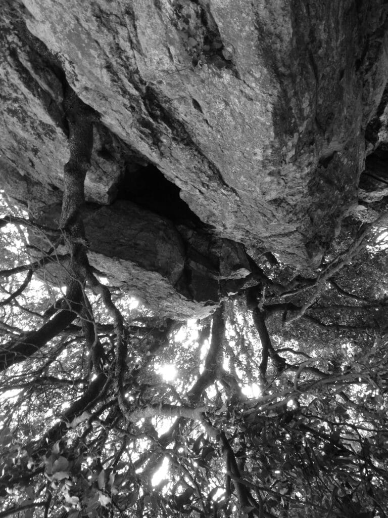 Low-angle shot of a large, steep rock with twisted trees growing through it. The sun shines through the foliage. The image is upside down.