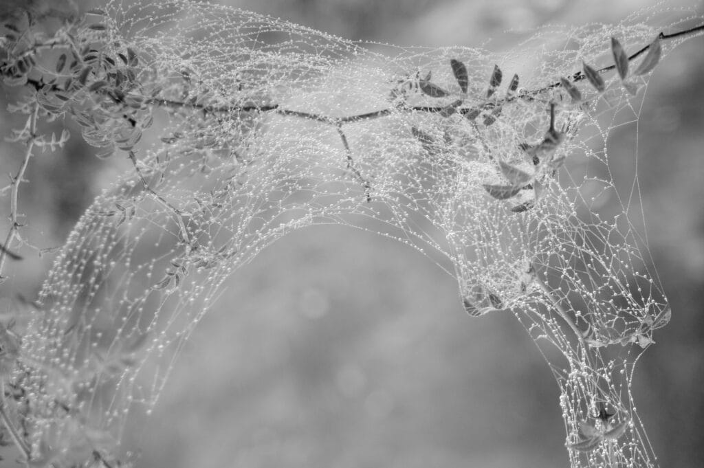 Æn délicax araignée a tissé æn toile en forme d’Arc de Triomphe suspendux à æn branche de gratte-cul.