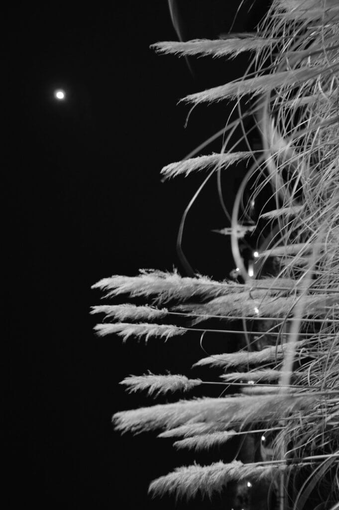 The wind rustles through the reeds under a full moon.