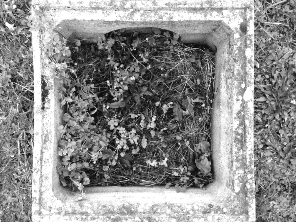 A square planter containing plants, as seen from above.