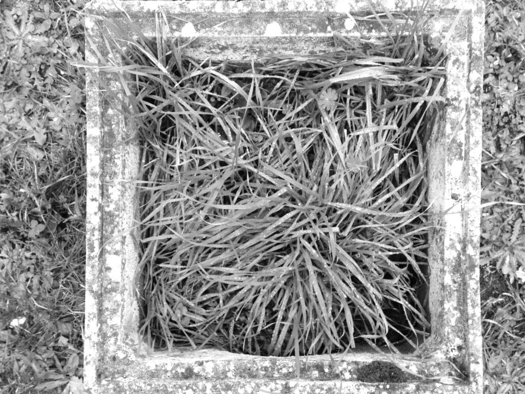 A square planter containing plants, as seen from above.
