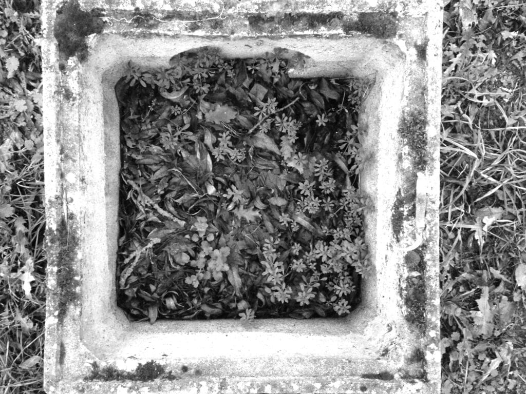 A square planter containing plants, as seen from above.