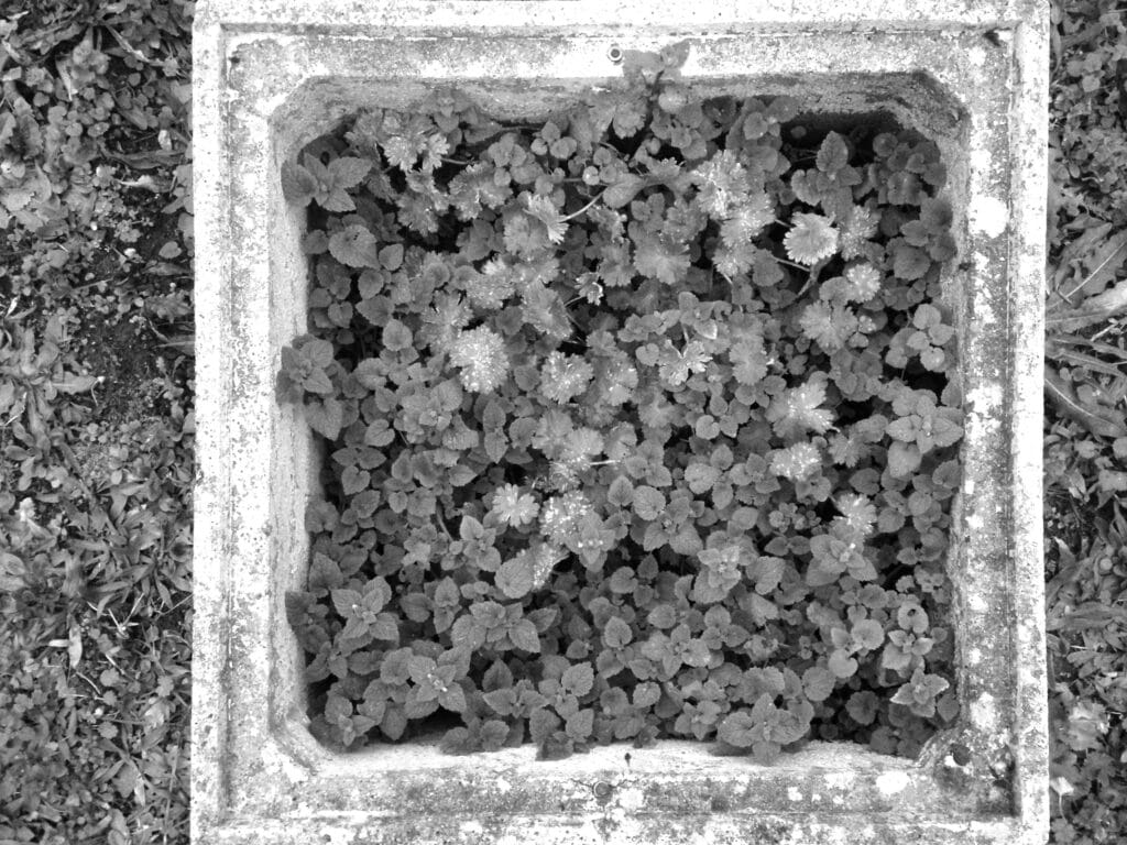 A square planter containing plants, as seen from above.