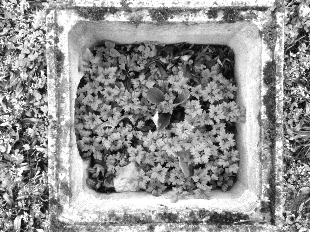 A square planter containing plants, as seen from above.