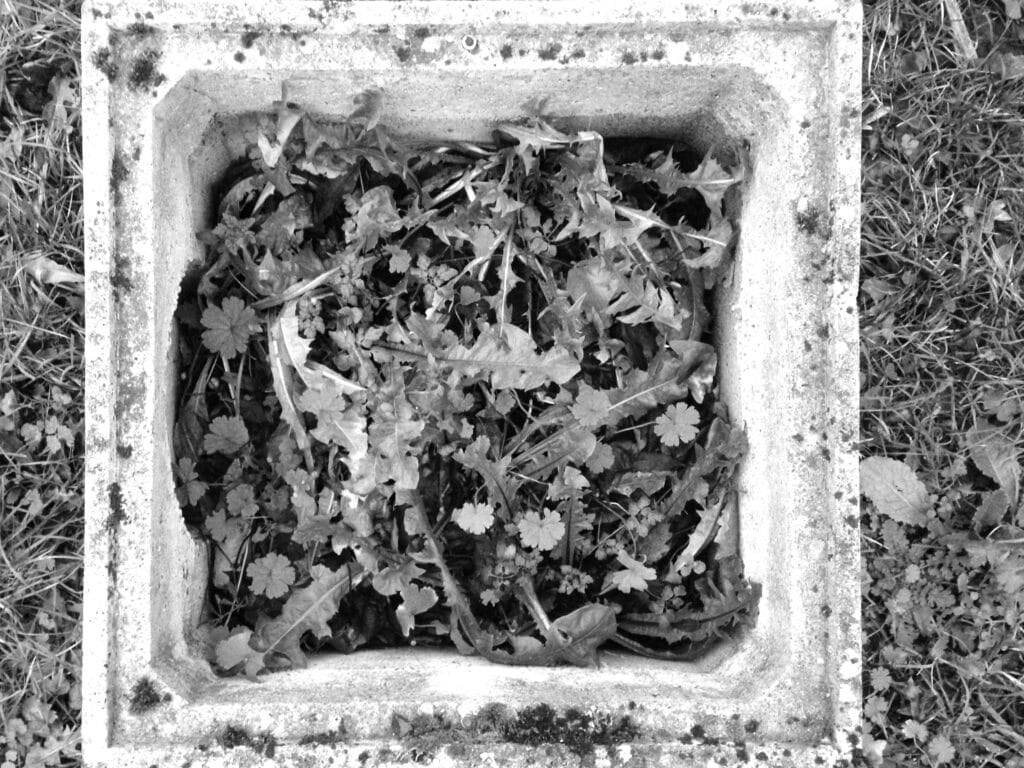 A square planter containing plants, as seen from above.