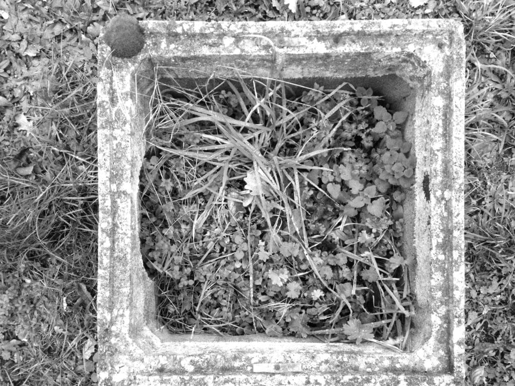 A square planter containing plants, as seen from above.