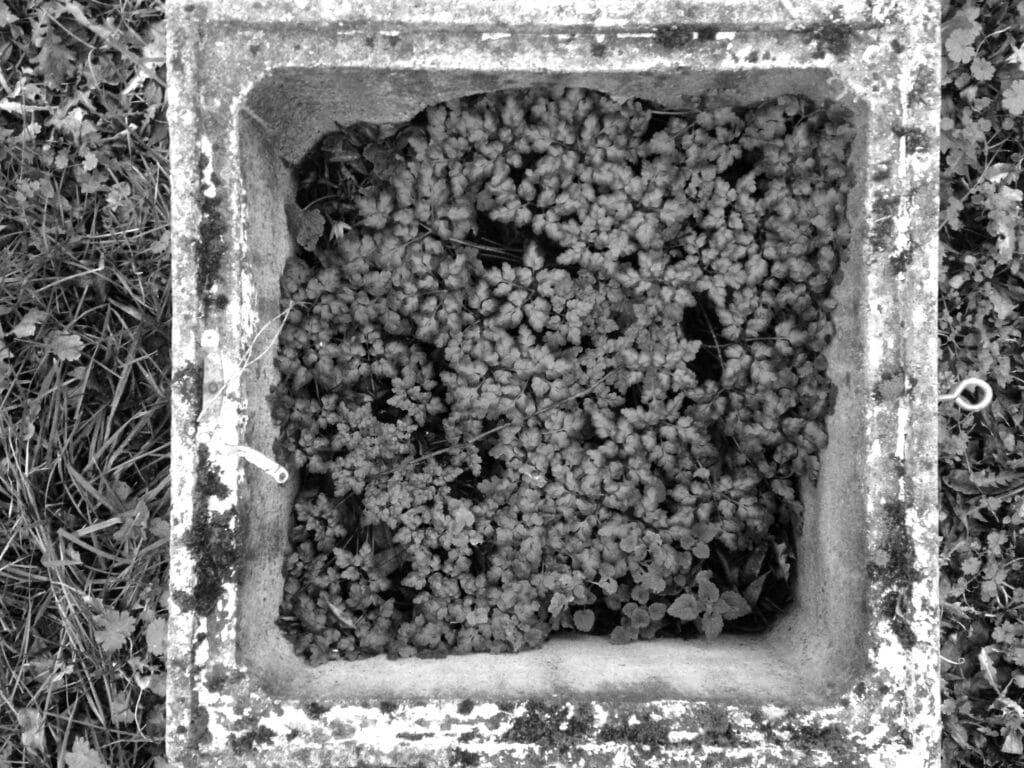 A square planter containing plants, as seen from above.