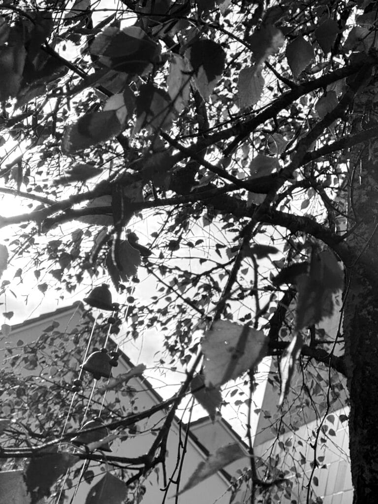 Birch foliage swaying in the autumn breeze.