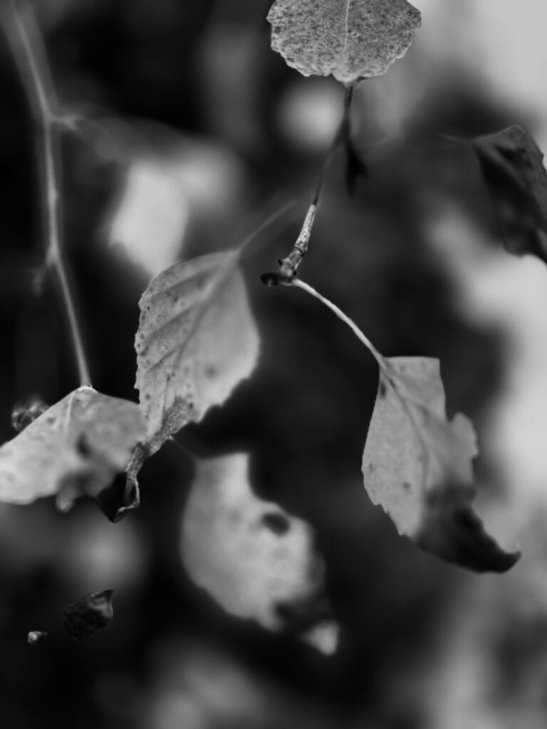 Close-up of slightly wilted birch leaves.