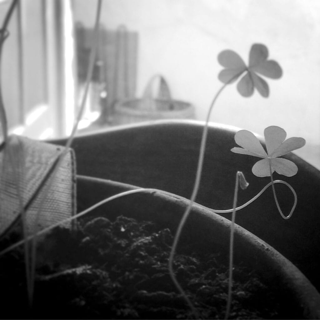 In the bright morning light, a close-up of two clovers that have grown on their own in a flowerpot.