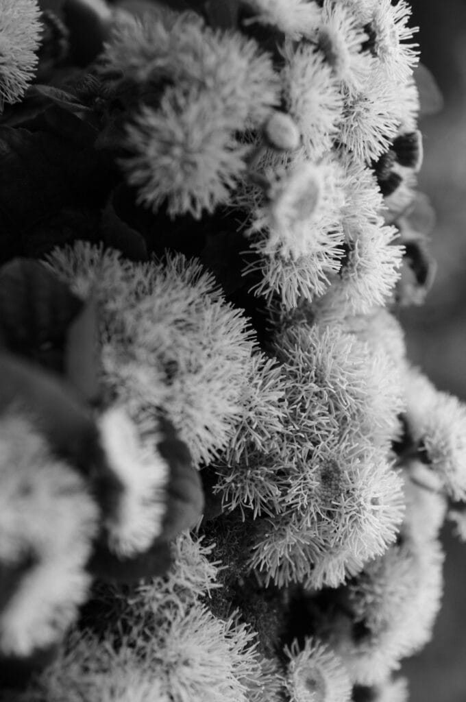 A close-up of a bouquet of chrysanthemums. The image has been rotated through 90 degrees.
