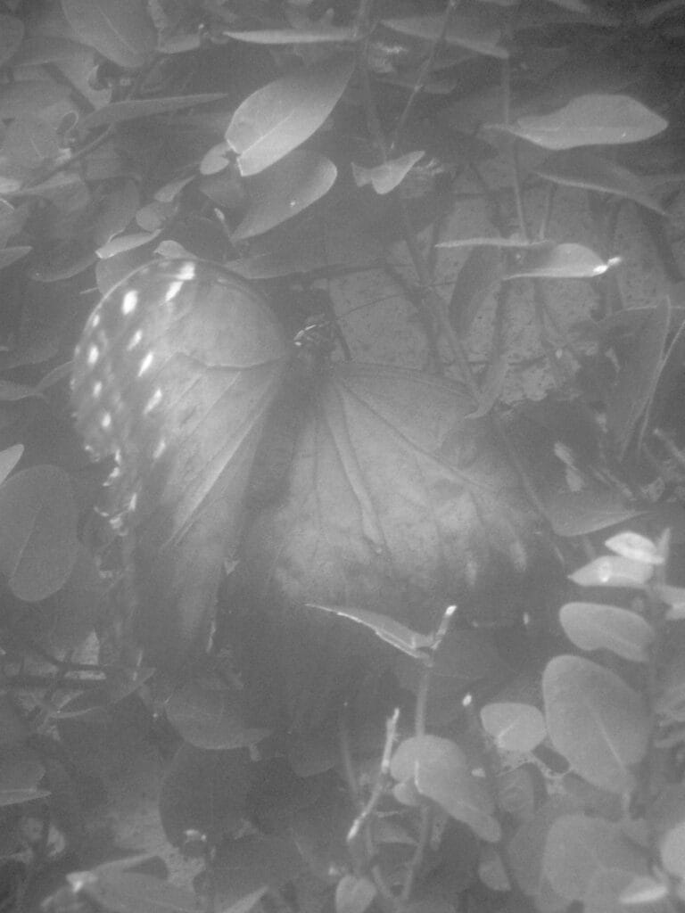 Exotic butterfly foraging in a tropical greenhouse.