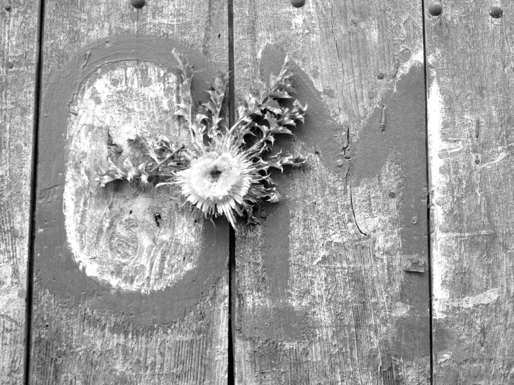 A carlina acanthifolia has been nailed to a wooden door above the inscription 'OM'.