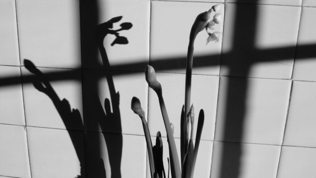 Daffodil and its shade in the spring sun, against a tiled wall.