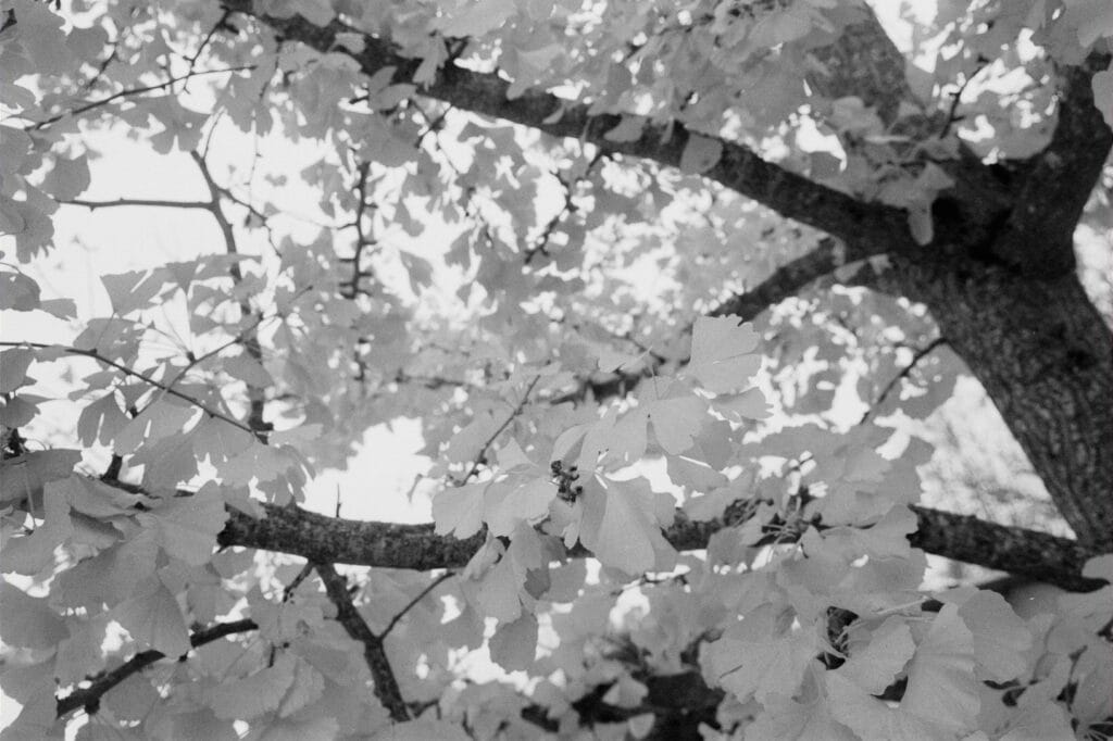 Ginkgo biloba foliage.