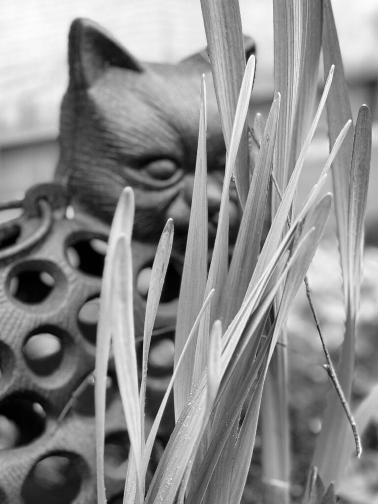 Metal lantern in the shape of a cat behind a row of tulip leaves.